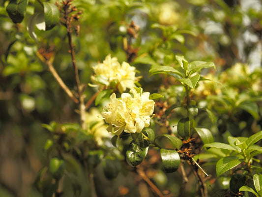 Rhododendron ambiguum 'Bellinda' - Herrenkamper Gärten - Pflanzenraritäten