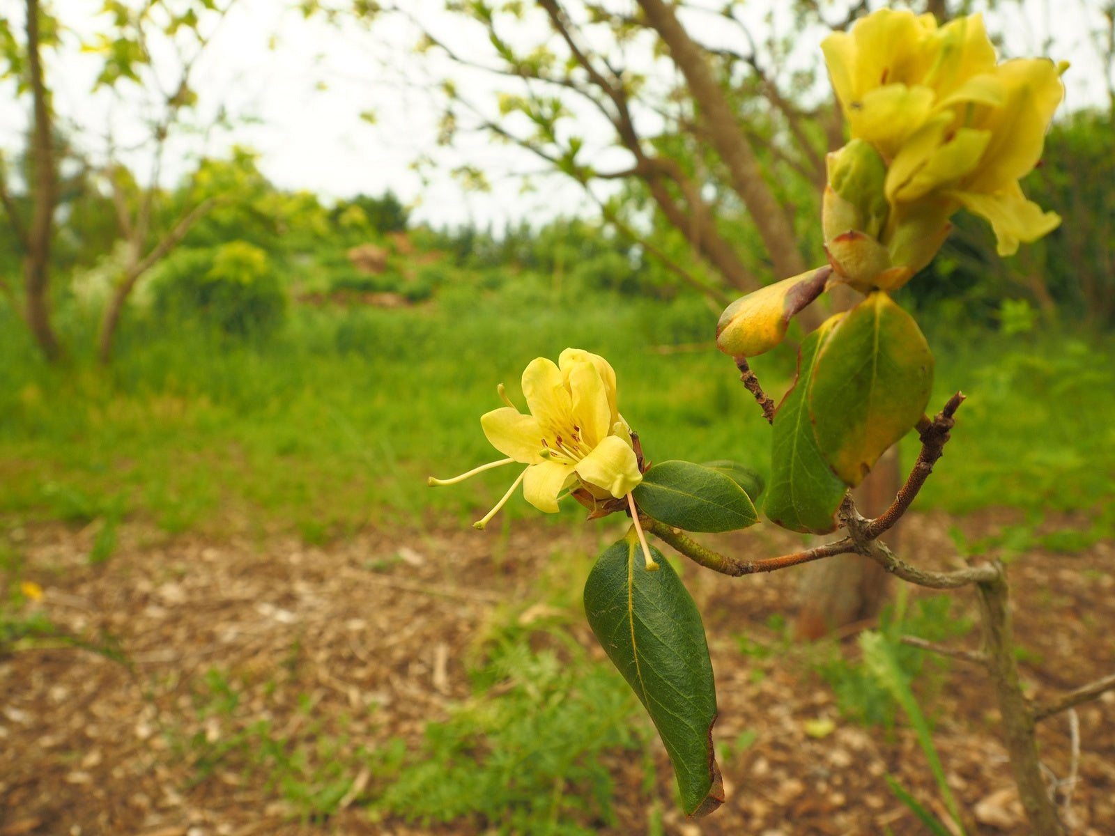 Rhododendron ambiguum 'Bellinda' - Herrenkamper Gärten - Pflanzenraritäten