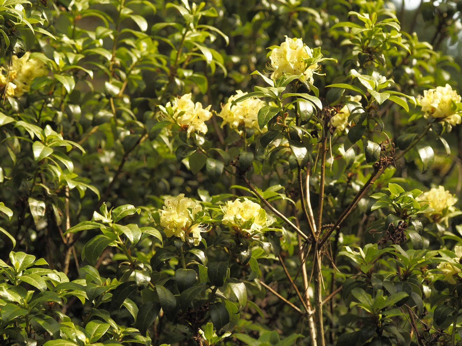 Rhododendron ambiguum 'Bellinda' - Herrenkamper Gärten - Pflanzenraritäten