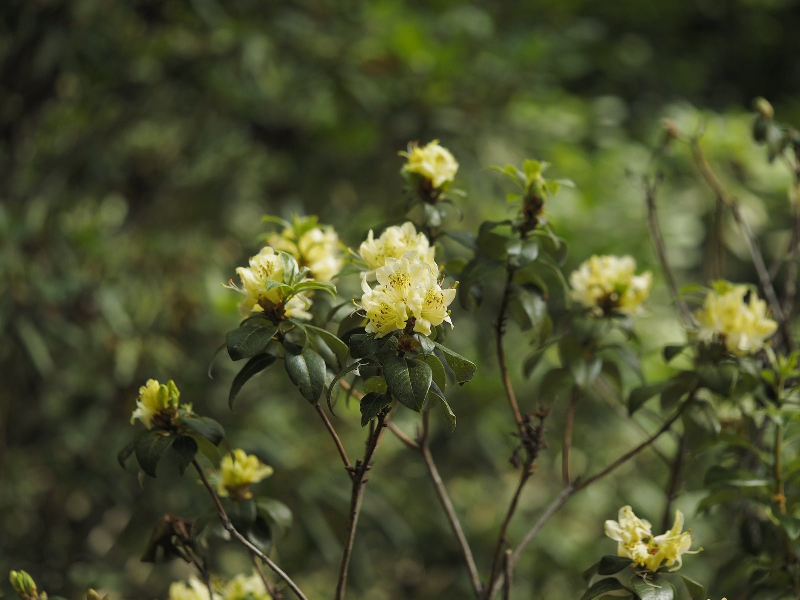 Rhododendron ambiguum 'Bellinda' - Herrenkamper Gärten - Pflanzenraritäten