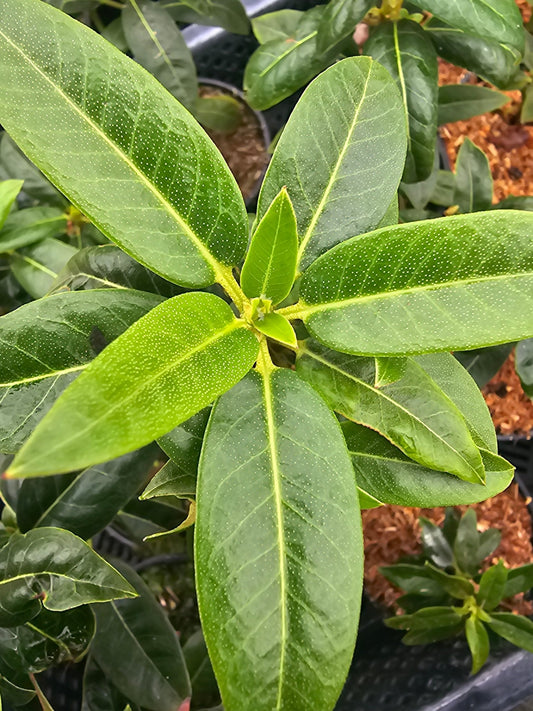 Rhododendron ambiguum 'Eileen' - Herrenkamper Gärten - Pflanzenraritäten