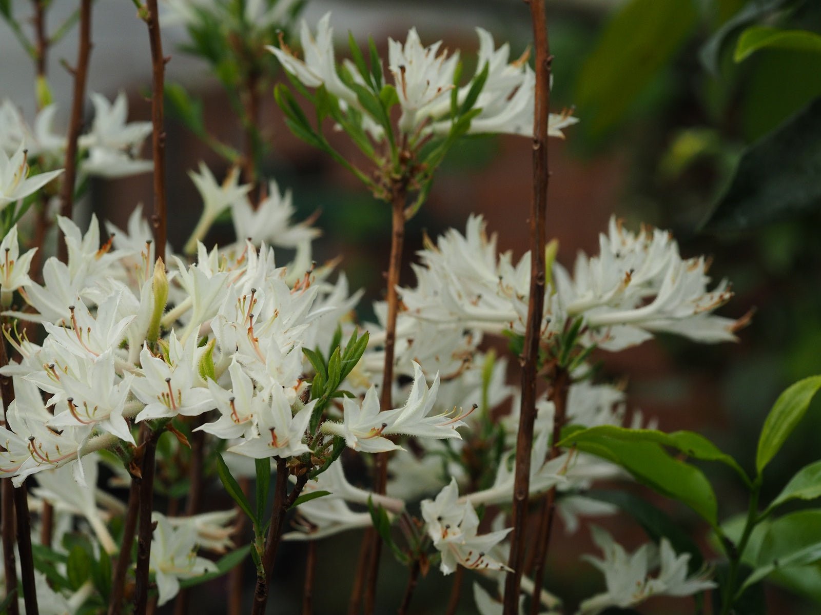 Rhododendron atlanticum - Herrenkamper Gärten - Pflanzenraritäten