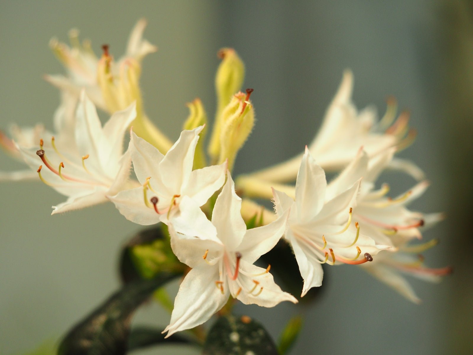 Rhododendron atlanticum - Herrenkamper Gärten - Pflanzenraritäten