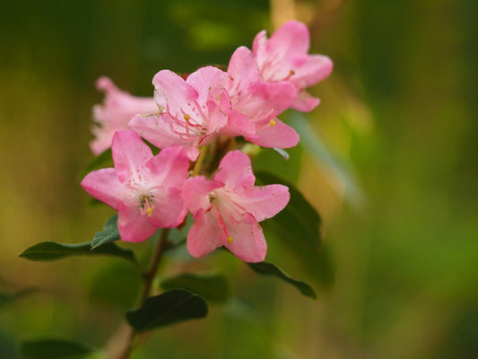 Rhododendron 'Brambling' - Herrenkamper Gärten - Pflanzenraritäten