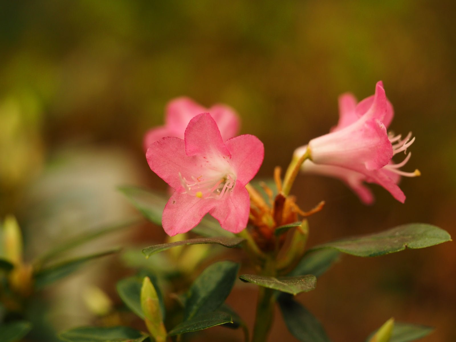 Rhododendron 'Brambling' - Herrenkamper Gärten - Pflanzenraritäten