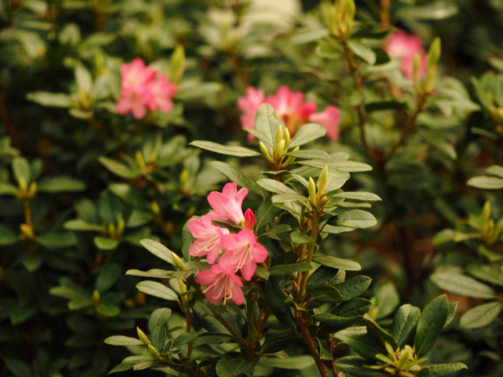 Rhododendron 'Brambling' - Herrenkamper Gärten - Pflanzenraritäten