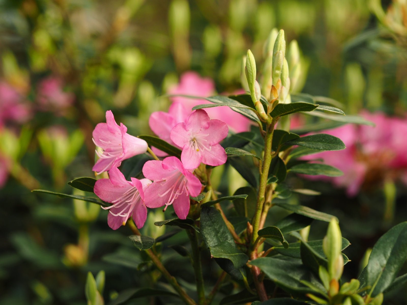 Rhododendron 'Brambling' - Herrenkamper Gärten - Pflanzenraritäten