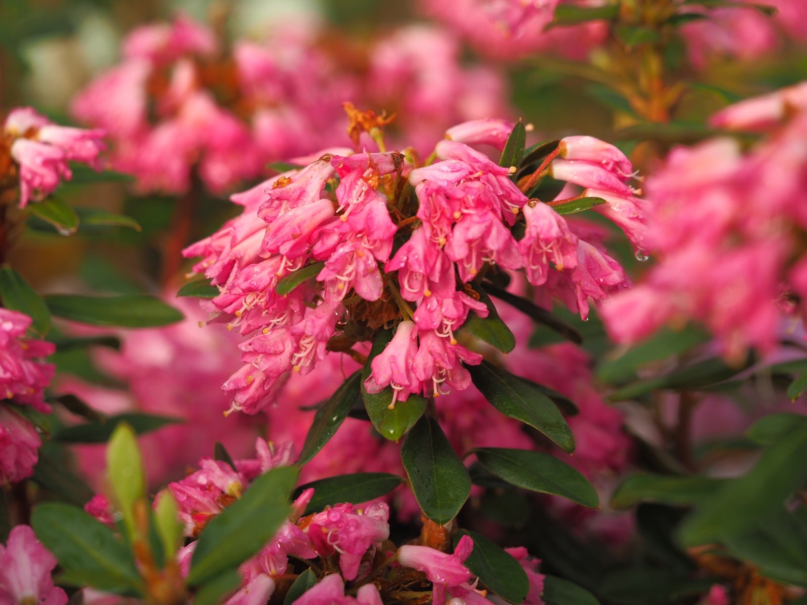 Rhododendron 'Brambling' - Herrenkamper Gärten - Pflanzenraritäten