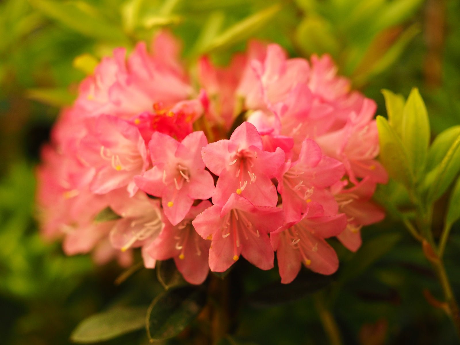 Rhododendron 'Brambling' - Herrenkamper Gärten - Pflanzenraritäten