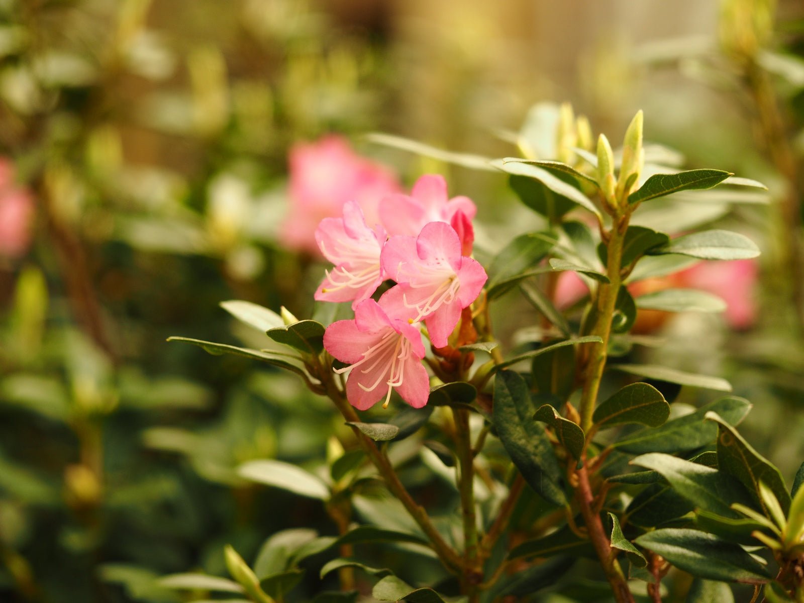 Rhododendron 'Brambling' - Herrenkamper Gärten - Pflanzenraritäten