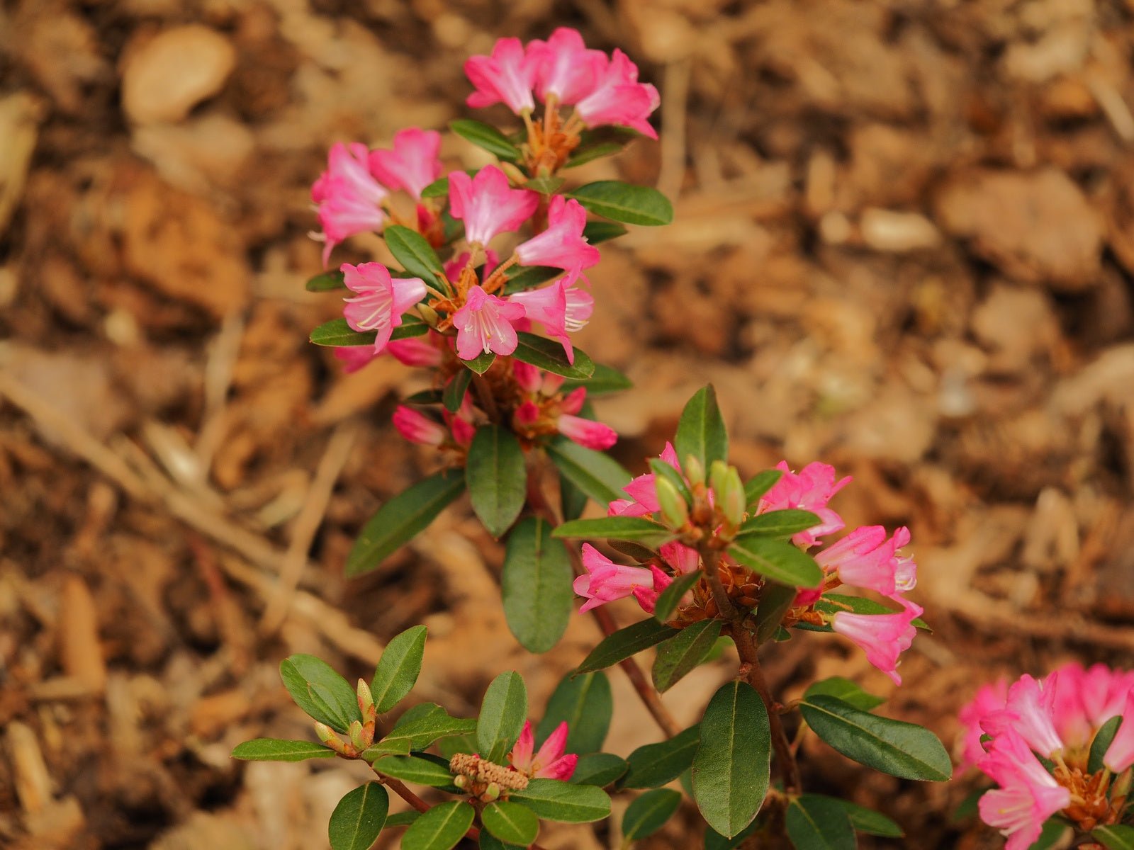 Rhododendron 'Brambling' - Herrenkamper Gärten - Pflanzenraritäten