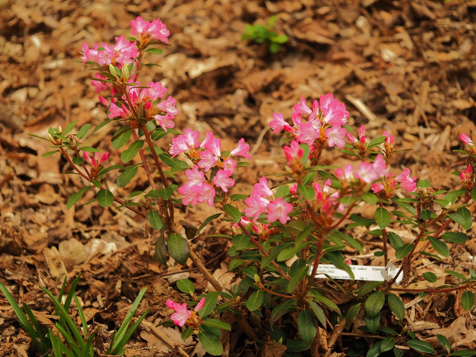 Rhododendron 'Brambling' - Herrenkamper Gärten - Pflanzenraritäten