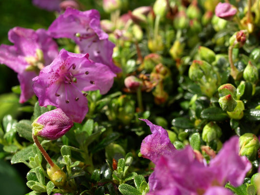 Rhododendron calostrotum ssp. keleticum - Herrenkamper Gärten - Pflanzenraritäten