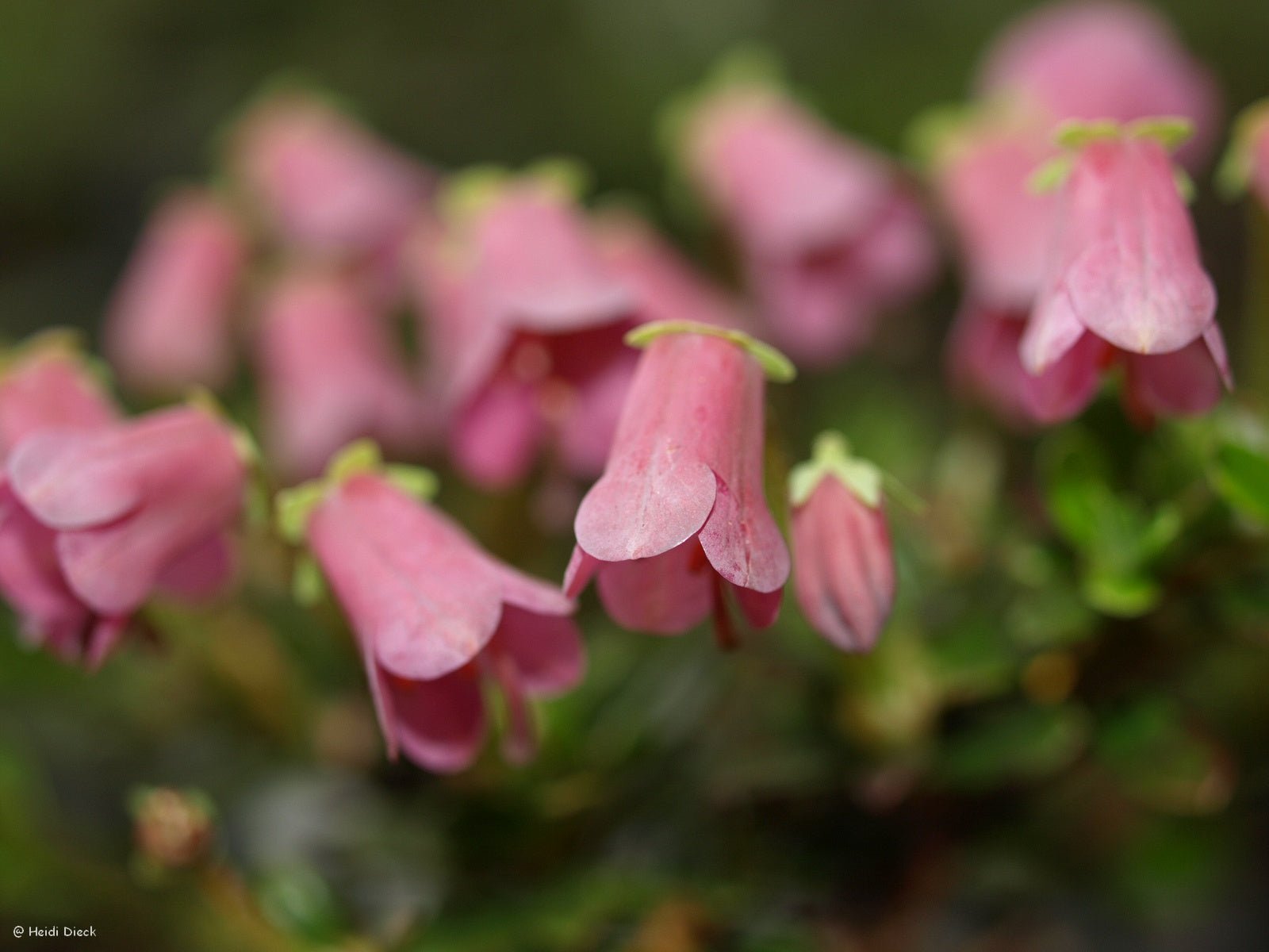 Rhododendron campylogynum var. myrtilloides - Herrenkamper Gärten - Pflanzenraritäten