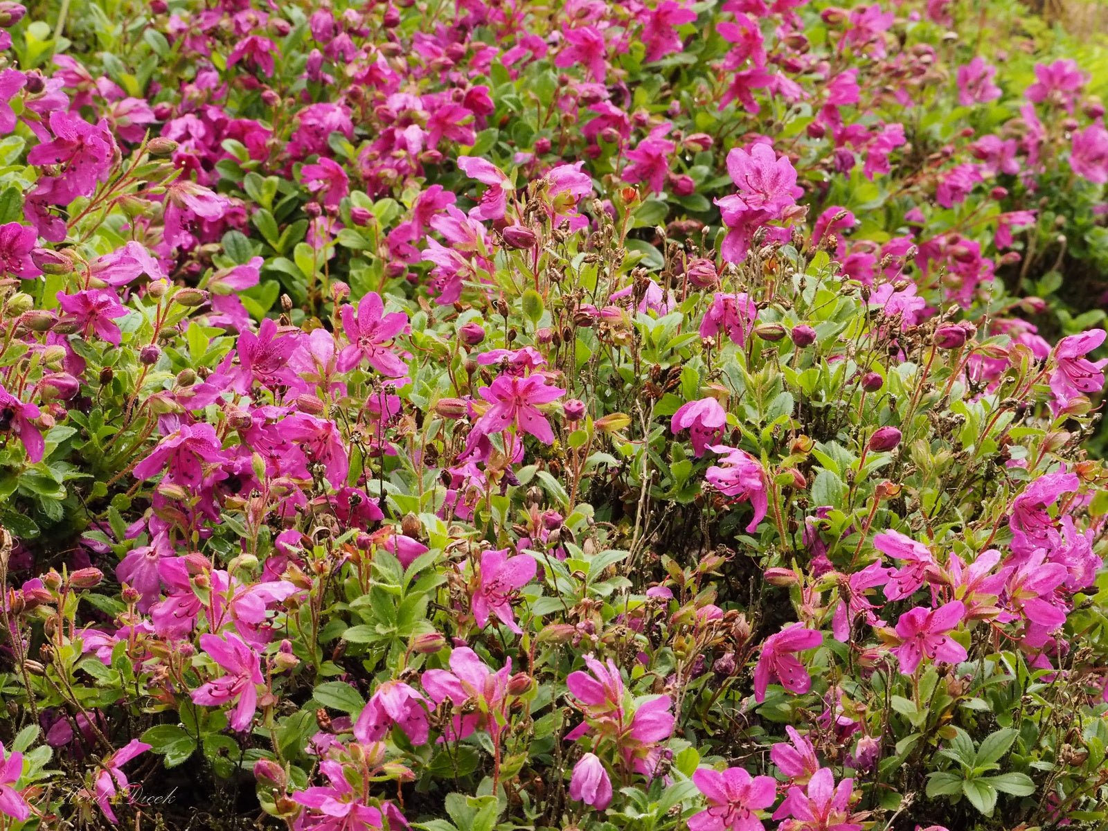 Rhododendron camtschaticum - Herrenkamper Gärten - Pflanzenraritäten