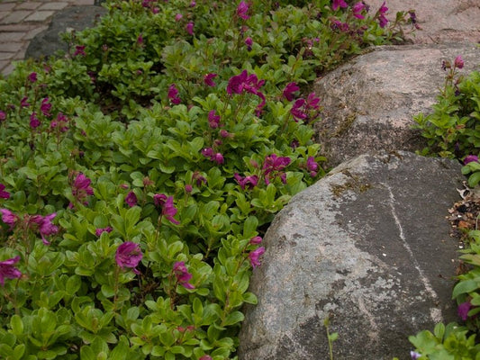 Rhododendron camtschaticum - Herrenkamper Gärten - Pflanzenraritäten