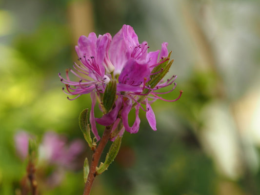 Rhododendron canadense 'Rubrum' - Herrenkamper Gärten - Pflanzenraritäten