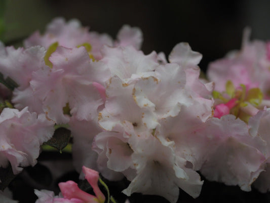 Rhododendron cephalanthum var. crebreflorum - Herrenkamper Gärten - Pflanzenraritäten