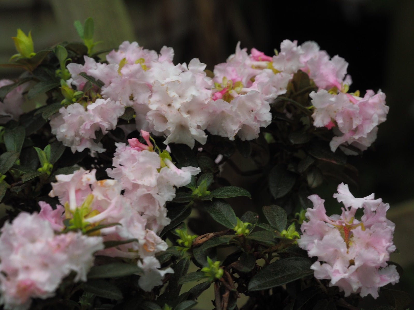 Rhododendron cephalanthum var. crebreflorum - Herrenkamper Gärten - Pflanzenraritäten