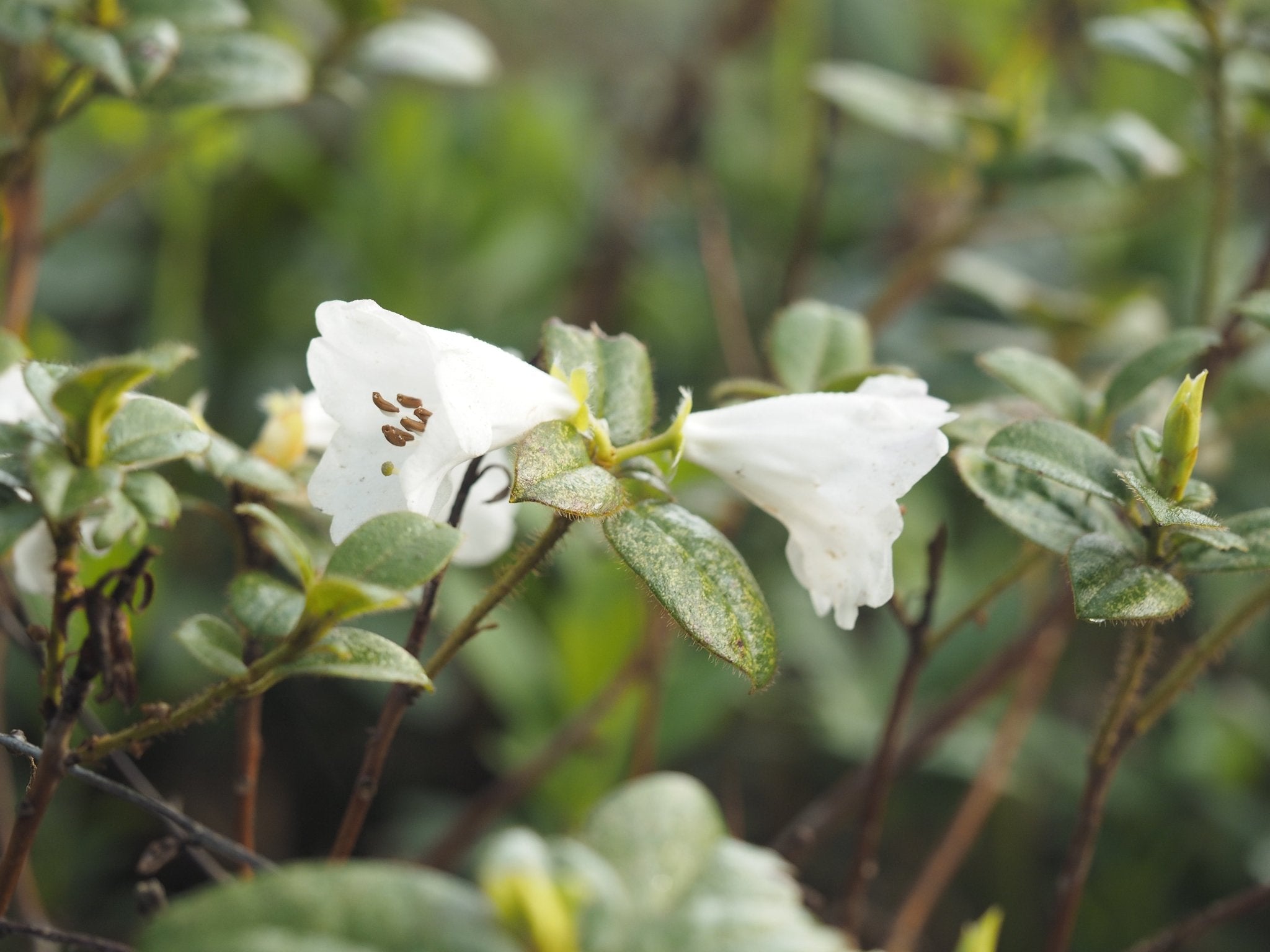 Rhododendron ciliatum x moupinense 'Cilipense' - Herrenkamper Gärten - Pflanzenraritäten