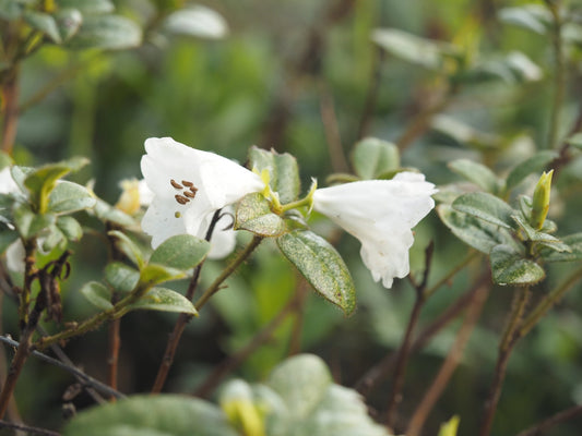 Rhododendron ciliatum x moupinense 'Cilipense' - Herrenkamper Gärten - Pflanzenraritäten