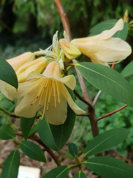 Rhododendron cinnabarinum 'Apricot Belle' - Herrenkamper Gärten - Pflanzenraritäten