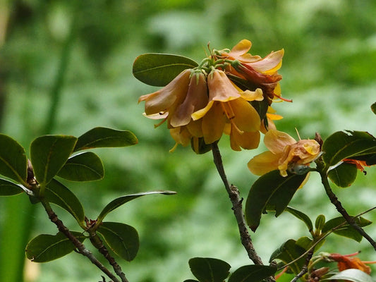 Rhododendron cinnabarinum 'Briska' - Herrenkamper Gärten - Pflanzenraritäten