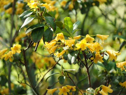 Rhododendron cinnabarinum concatenense Grp. - Herrenkamper Gärten - Pflanzenraritäten
