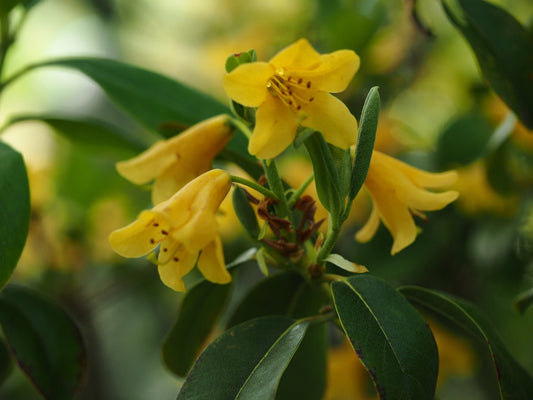 Rhododendron cinnabarinum concatenense Grp. - Herrenkamper Gärten - Pflanzenraritäten