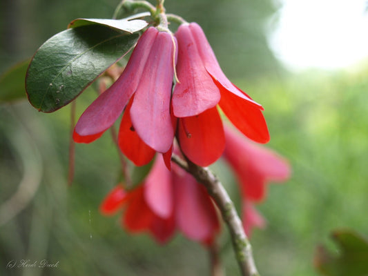 Rhododendron cinnabarinum var. roylei - Herrenkamper Gärten - Pflanzenraritäten