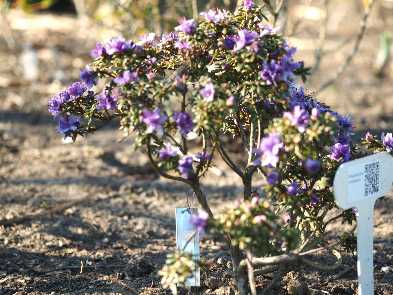 Rhododendron complexum - Herrenkamper Gärten - Pflanzenraritäten