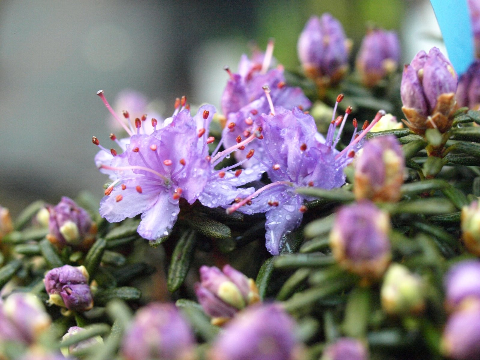 Rhododendron complexum - Herrenkamper Gärten - Pflanzenraritäten