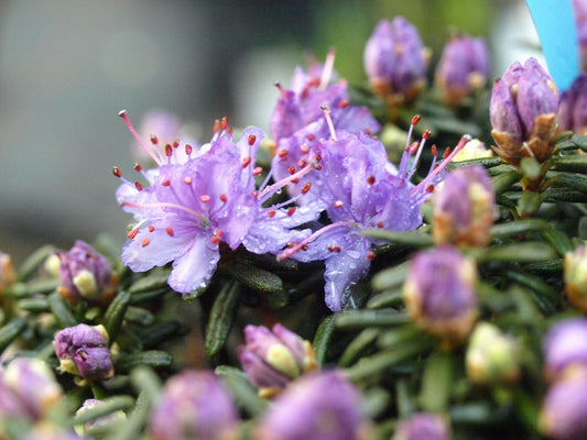 Rhododendron complexum - Herrenkamper Gärten - Pflanzenraritäten