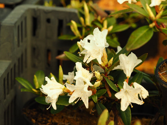 Rhododendron 'Crane' - Herrenkamper Gärten - Pflanzenraritäten