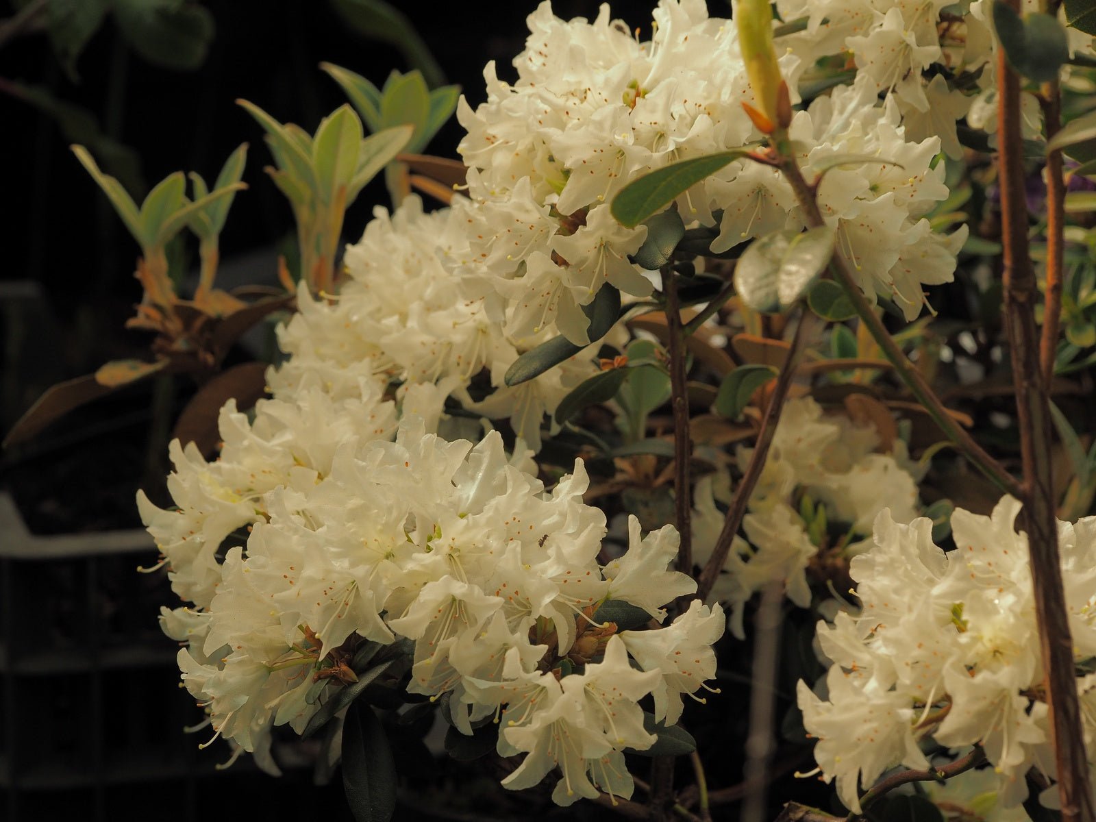 Rhododendron 'Crane' - Herrenkamper Gärten - Pflanzenraritäten