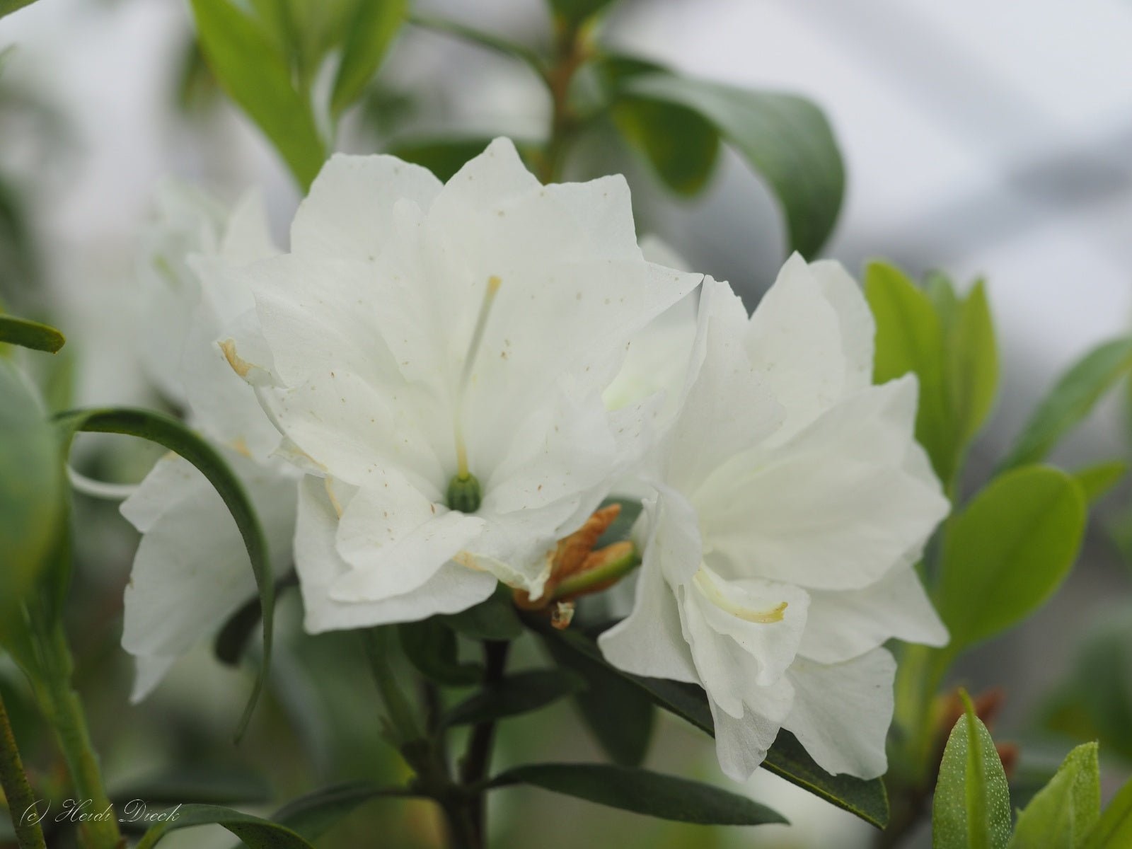 Rhododendron dauricum 'April Snow' - Herrenkamper Gärten - Pflanzenraritäten