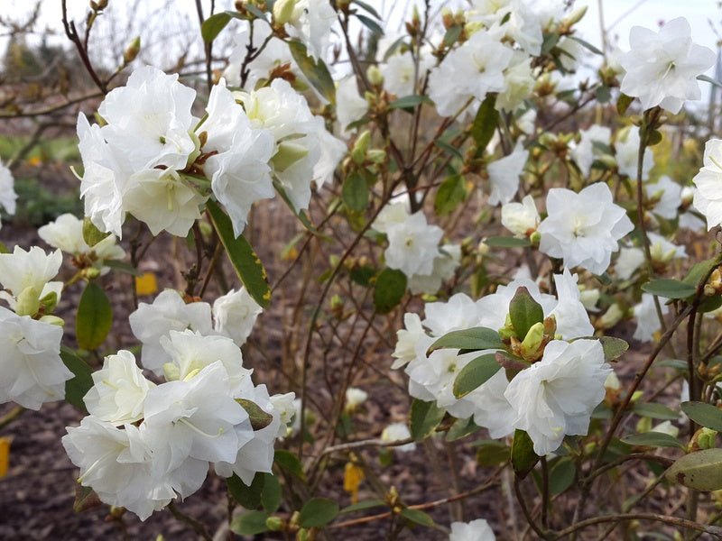 Rhododendron dauricum 'April Snow' - Herrenkamper Gärten - Pflanzenraritäten