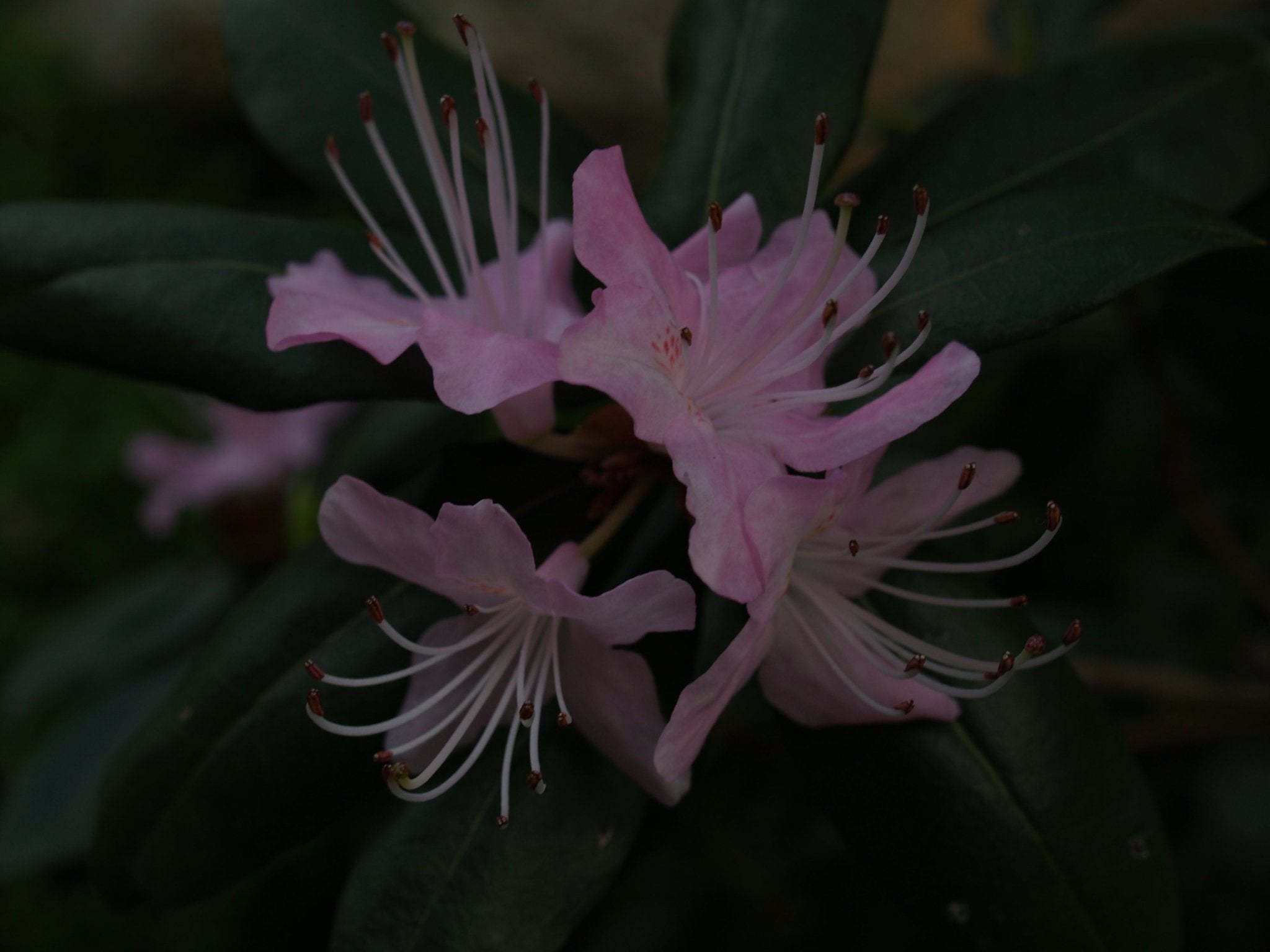 Rhododendron davidsonianum - Herrenkamper Gärten - Pflanzenraritäten