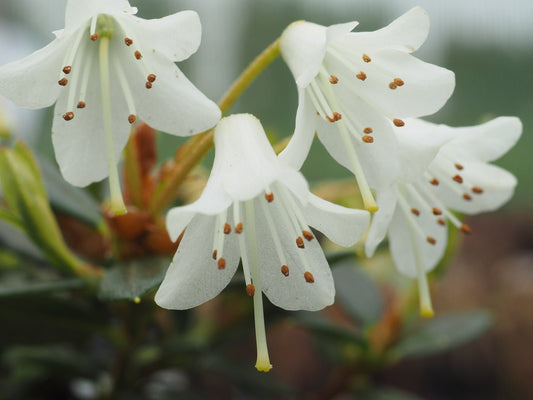 Rhododendron 'Egret' - Herrenkamper Gärten - Pflanzenraritäten