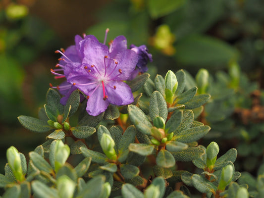 Rhododendron fastigiatum 'Indigo Steel' - Herrenkamper Gärten - Pflanzenraritäten