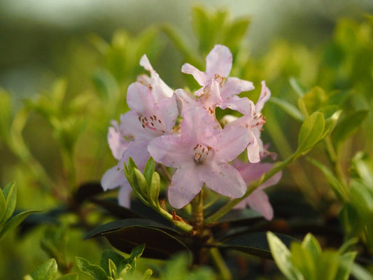 Rhododendron ferrugineum 'Tottenham' - Herrenkamper Gärten - Pflanzenraritäten