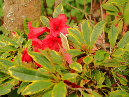 Rhododendron 'Flaming Gold' - Herrenkamper Gärten - Pflanzenraritäten