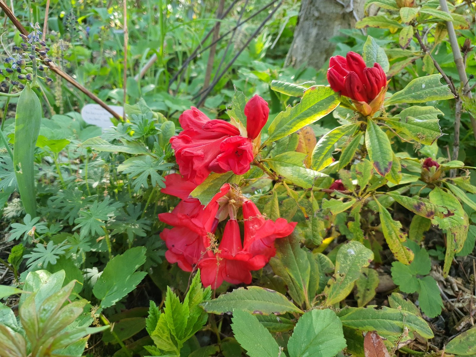 Rhododendron 'Flaming Gold' - Herrenkamper Gärten - Pflanzenraritäten