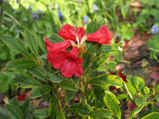 Rhododendron 'Flaming Gold' - Herrenkamper Gärten - Pflanzenraritäten