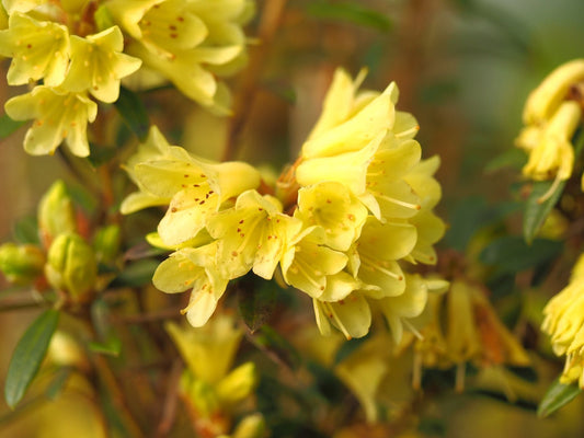 Rhododendron flavidum 'Yellow Hammer' - Herrenkamper Gärten - Pflanzenraritäten