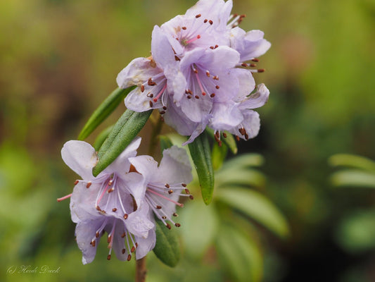 Rhododendron hippophaeoides - Herrenkamper Gärten - Pflanzenraritäten