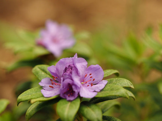 Rhododendron hippophaeoides 'Habba Shan' - Herrenkamper Gärten - Pflanzenraritäten