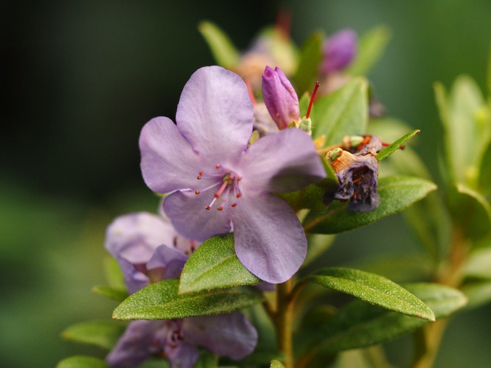 Rhododendron hippophaeoides 'Habba Shan' - Herrenkamper Gärten - Pflanzenraritäten