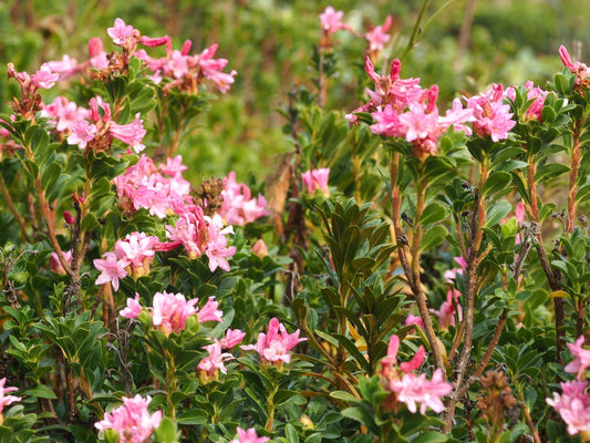 Rhododendron hirsutum - Herrenkamper Gärten - Pflanzenraritäten