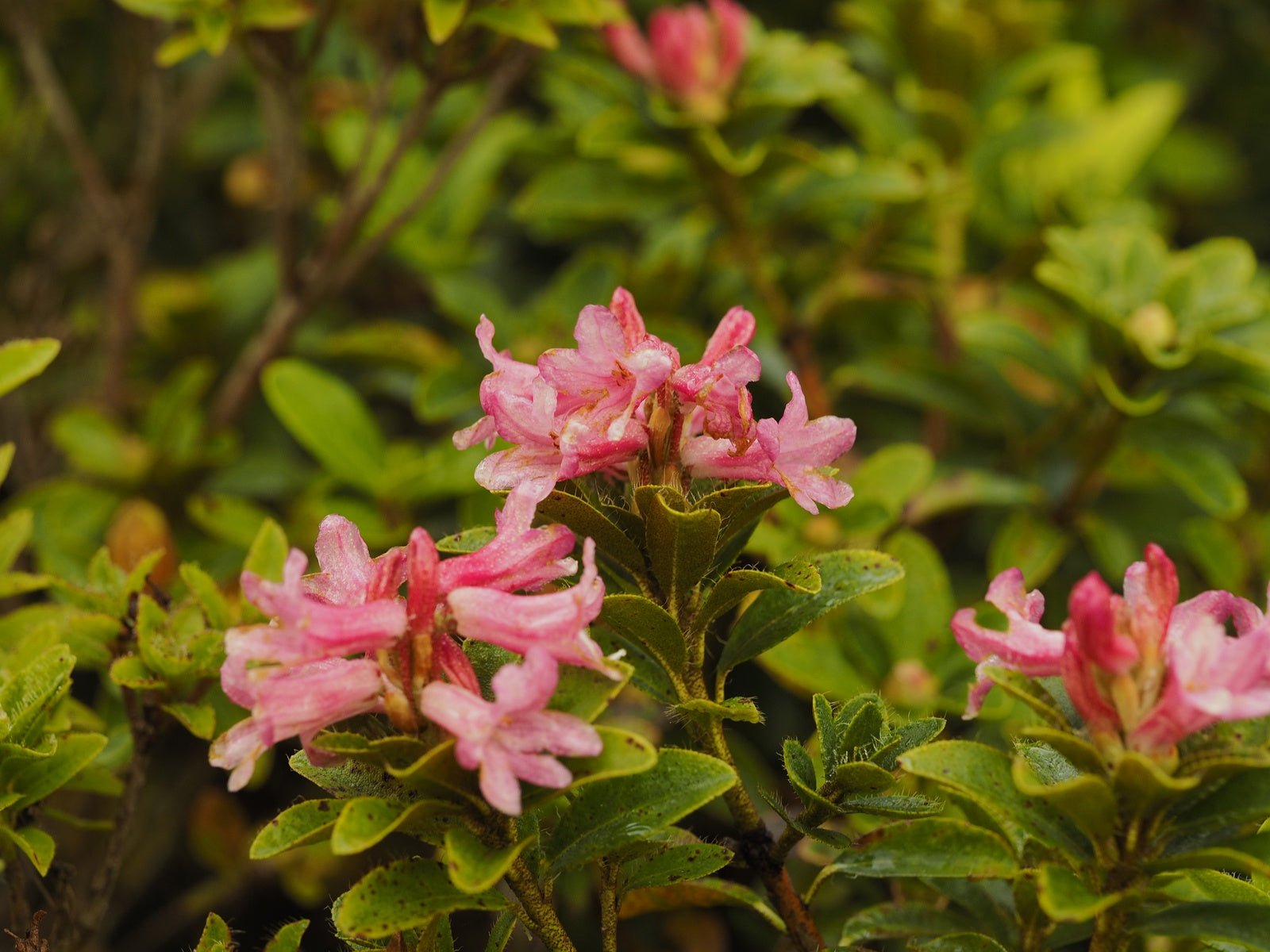 Rhododendron hirsutum - Herrenkamper Gärten - Pflanzenraritäten